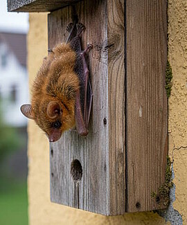 Banner Fledermausexkursion in Deggendorf
