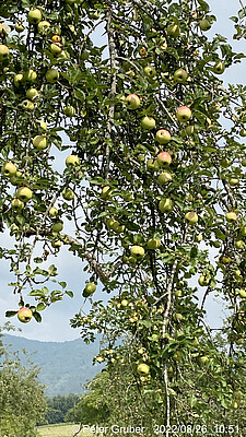 Banner Mit Herz und Hand auf der Streuobstwiese (Fortbildung für Lehrkräfte aller Schularten und Aktive in der Umweltbildung)